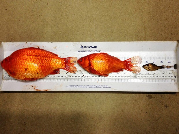 Big goldfish hot sale in aquarium